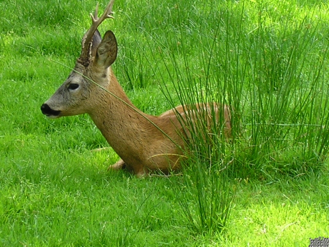 Jelínek